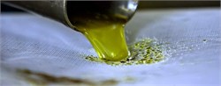 How Microorganisms Affect the Sensorial Qualities of Olive Oil
